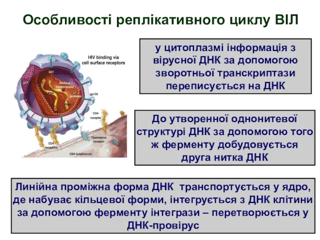 Особливості реплікативного циклу ВІЛ у цитоплазмі інформація з вірусної ДНК