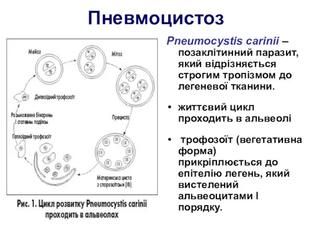 Пневмоцистоз Pneumocystis carinii – позаклітинний паразит, який відрізняється строгим тропізмом