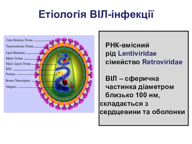 Етіологія ВІЛ-інфекції РНК-вмісний рід Lentiviridae сімейство Retroviridae ВІЛ – сферична