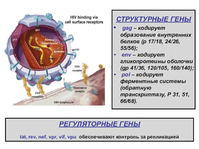 РЕГУЛЯТОРНЫЕ ГЕНЫ tat, rev, nef, vpr, vif, vpu обеспечивают контроль