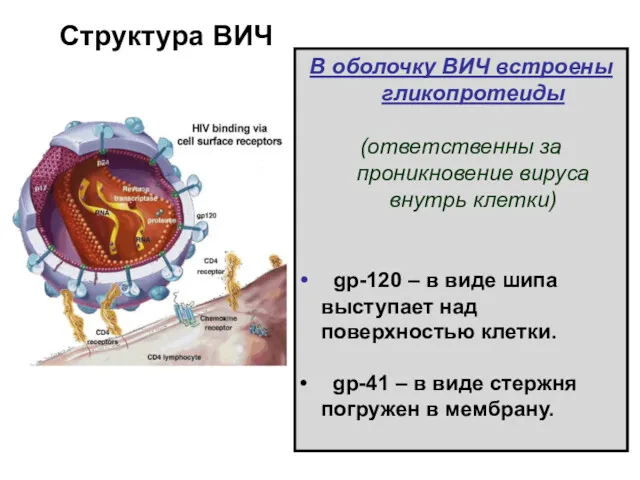 Структура ВИЧ В оболочку ВИЧ встроены гликопротеиды (ответственны за проникновение