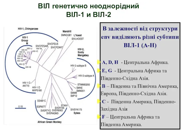 ВІЛ генетично неоднорідний ВІЛ-1 и ВІЛ-2 В залежності від структури