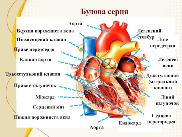 Будова серця Аорта Верхня порожниста вена Півмісяцевий клапан Праве передсердя