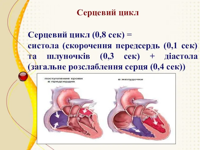 Серцевий цикл Серцевий цикл (0,8 сек) = систола (скорочення передсердь