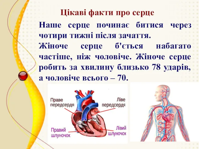 Цікаві факти про серце Наше серце починає битися через чотири