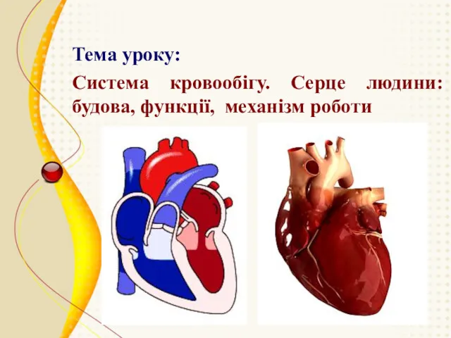Тема уроку: Система кровообігу. Серце людини: будова, функції, механізм роботи