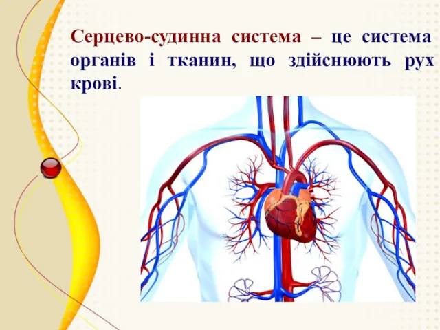 Серцево-судинна система – це система органів і тканин, що здійснюють рух крові.