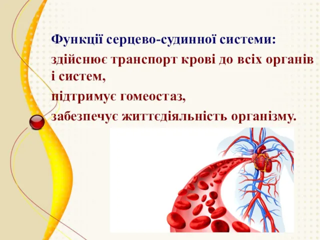 Функції серцево-судинної системи: здійснює транспорт крові до всіх органів і систем, підтримує гомеостаз, забезпечує життєдіяльність організму.