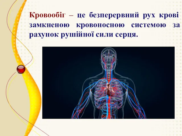 Кровообіг – це безперервний рух крові замкненою кровоносною системою за рахунок рушійної сили серця.