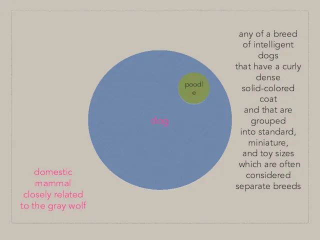 dog poodle domestic mammal closely related to the gray wolf