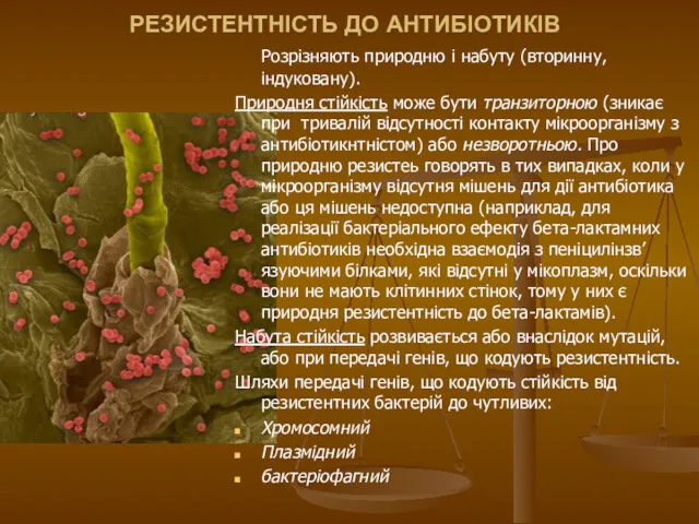 РЕЗИСТЕНТНІСТЬ ДО АНТИБІОТИКІВ Розрізняють природню і набуту (вторинну, індуковану). Природня стійкість може бути