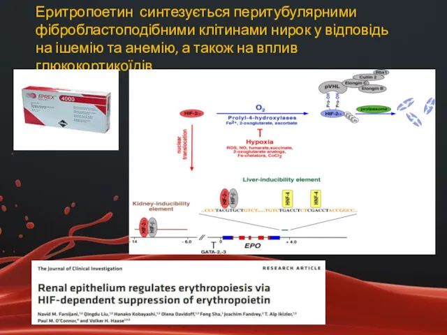 Еритропоетин синтезується перитубулярними фібробластоподібними клітинами нирок у відповідь на ішемію