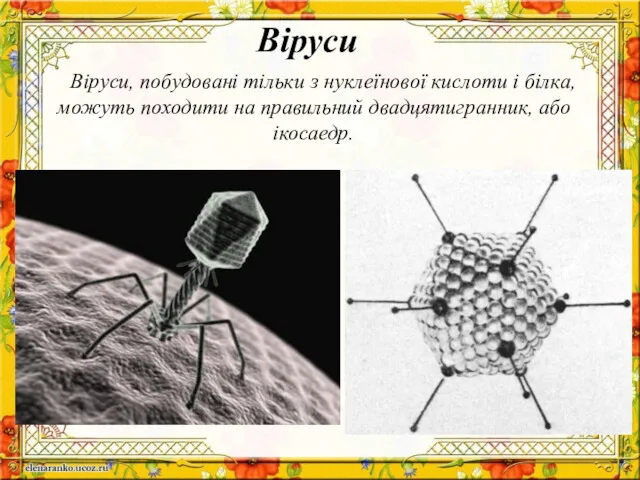 Віруси, побудовані тільки з нуклеїнової кислоти і білка, можуть походити на правильний двадцятигранник, або ікосаедр. Віруси