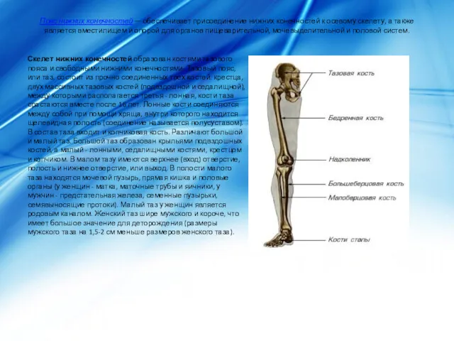 Пояс нижних конечностей — обеспечивает присоединение нижних конечностей к осевому