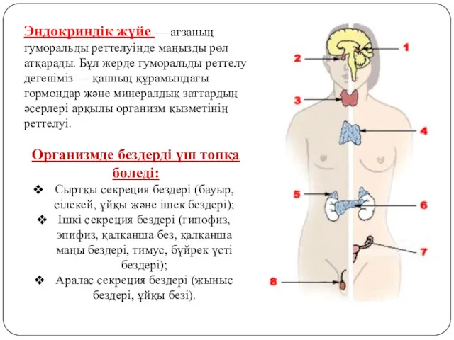 Эндокриндік жүйе — ағзаның гуморальды реттелуінде маңызды рөл атқарады. Бұл