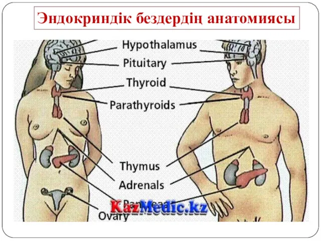 Эндокриндік бездердің анатомиясы