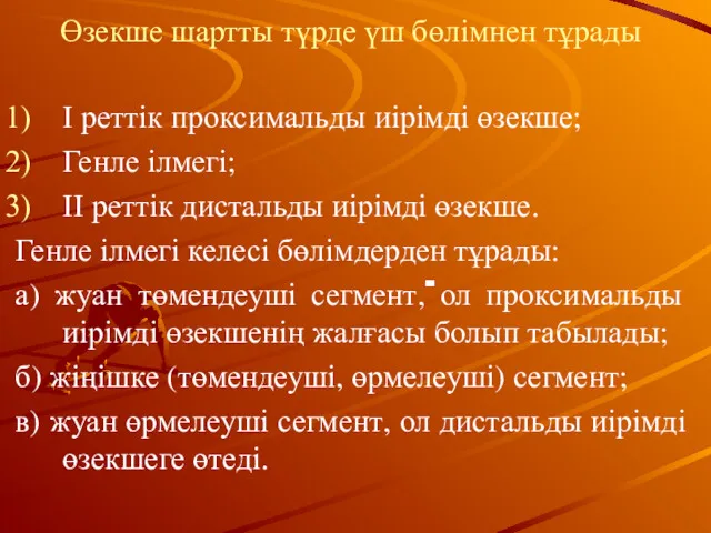 Өзекше шартты түрде үш бөлімнен тұрады І реттік проксимальды иірімді