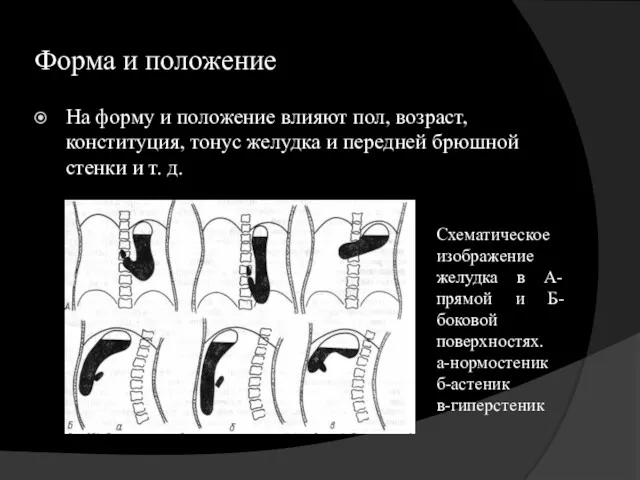 Форма и положение На форму и положение влияют пол, возраст,