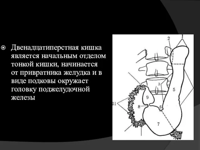 Двенадцатиперстная кишка является начальным отделом тонкой кишки, начинается от привратника