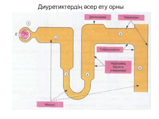 Диуретиктердің әсер ету орны