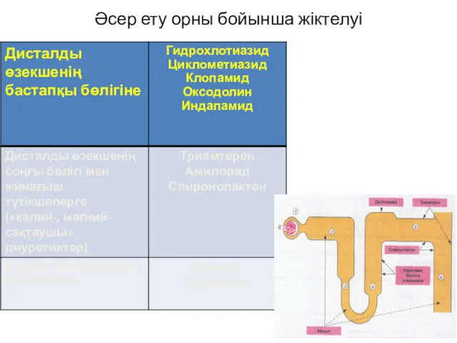 Әсер ету орны бойынша жіктелуі