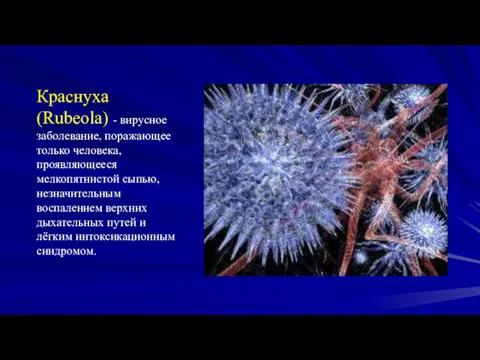 Краснуха (Rubeola) - вирусное заболевание, поражающее только человека, проявляющееся мелкопятнистой
