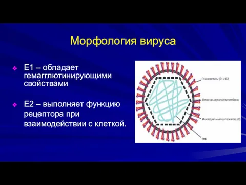 Морфология вируса Е1 – обладает гемагглютинирующими свойствами Е2 – выполняет функцию рецептора при взаимодействии с клеткой.