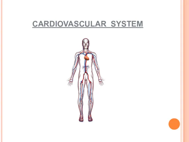 CARDIOVASCULAR SYSTEM