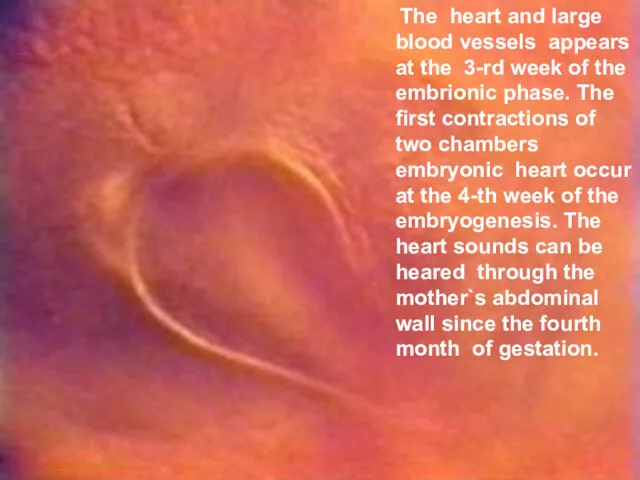 The heart and large blood vessels appears at the 3-rd