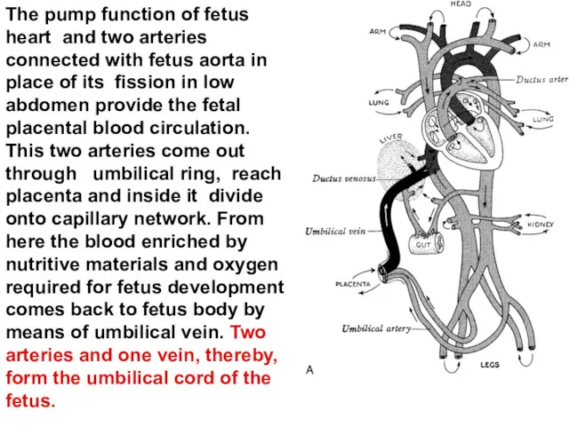 The pump function of fetus heart and two arteries connected