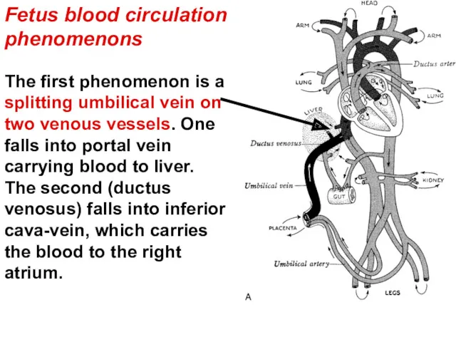 The first phenomenon is a splitting umbilical vein on two