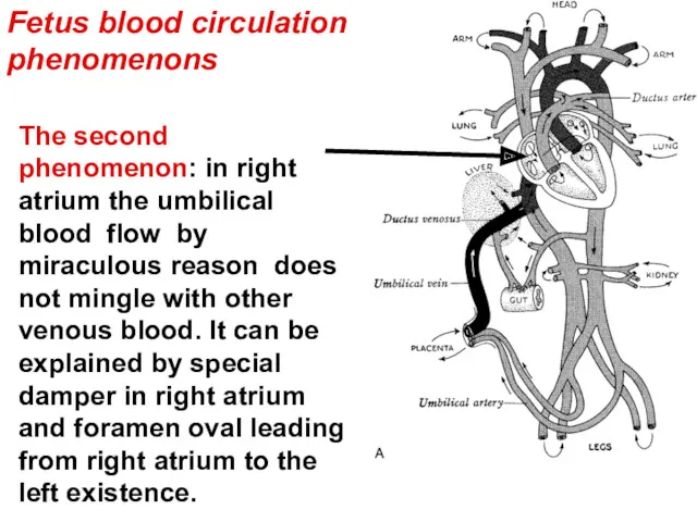 The second phenomenon: in right atrium the umbilical blood flow