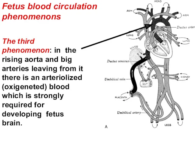 The third phenomenon: in the rising aorta and big arteries