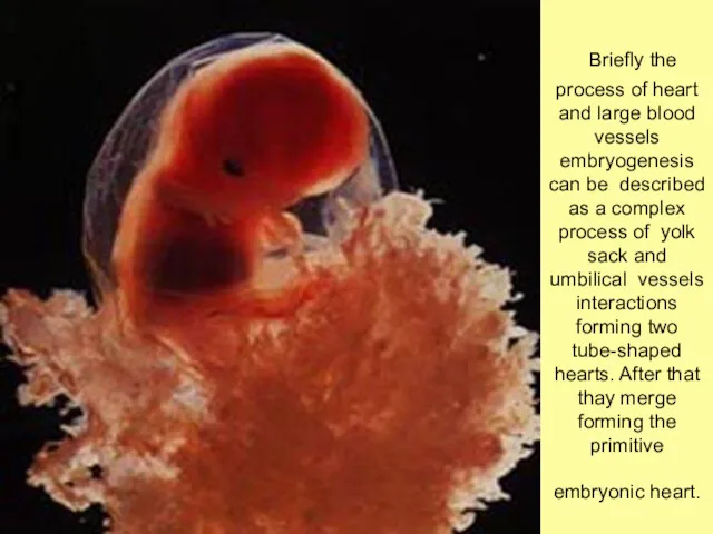 Briefly the process of heart and large blood vessels embryogenesis