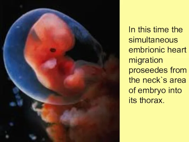 In this time the simultaneous embrionic heart migration proseedes from