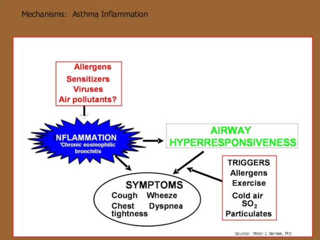 Mechanisms: Asthma Inflammation