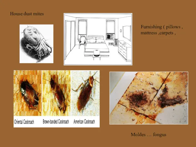 House dust mites Moldes … fongus Furnishing ( pillows , mattress ,carpets ,
