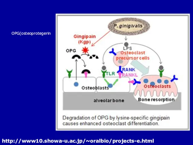 OPG(osteoprotegerin http://www10.showa-u.ac.jp/~oralbio/projects-e.html