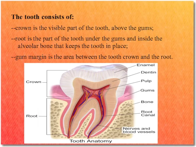 The tooth consists of: --crown is the visible part of