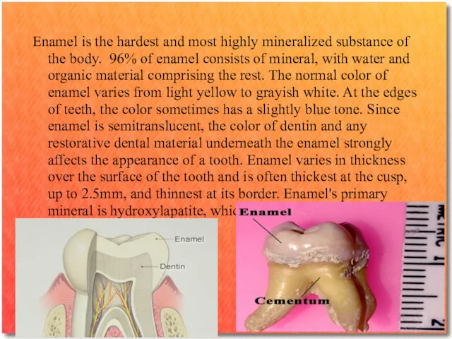 Enamel is the hardest and most highly mineralized substance of