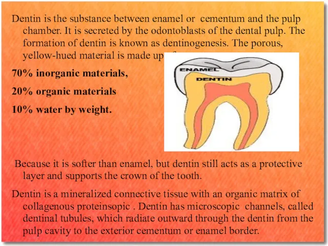 Dentin is the substance between enamel or cementum and the