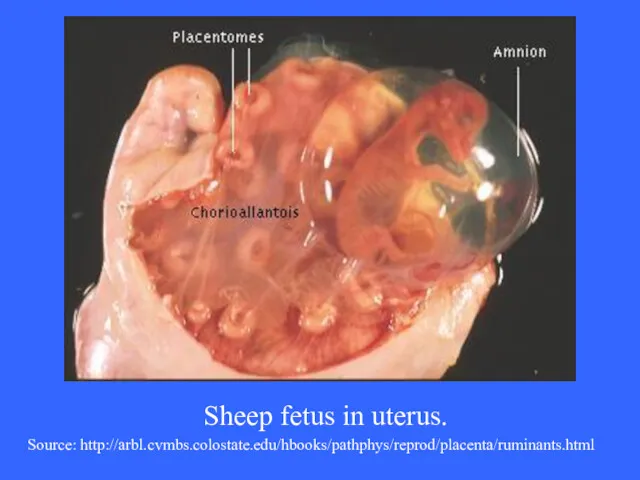 Sheep fetus in uterus. Source: http://arbl.cvmbs.colostate.edu/hbooks/pathphys/reprod/placenta/ruminants.html