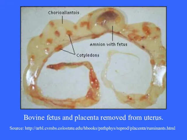 Bovine fetus and placenta removed from uterus. Source: http://arbl.cvmbs.colostate.edu/hbooks/pathphys/reprod/placenta/ruminants.html