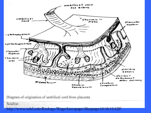 Source: http://www.udel.edu/Biology/Wags/histopage/illuspage/ifr/ifr10.GIF Diagram of origination of umbilical cord from placenta