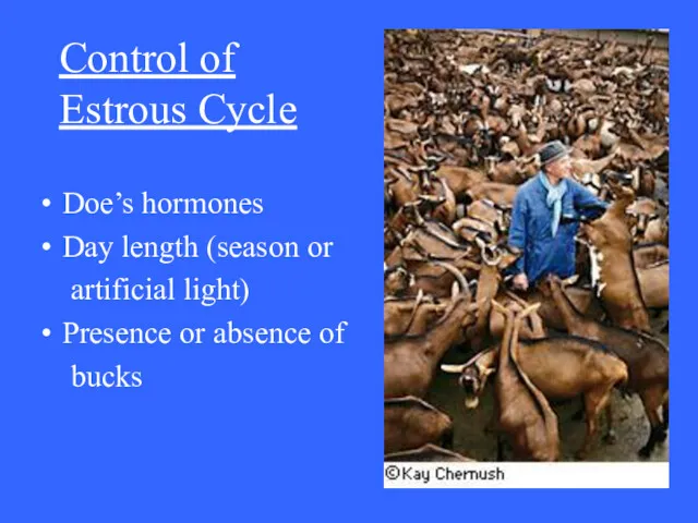 Control of Estrous Cycle Doe’s hormones Day length (season or artificial light) Presence