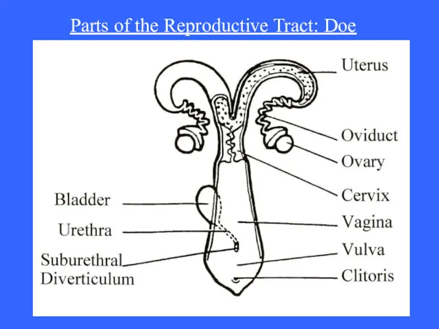 Parts of the Reproductive Tract: Doe