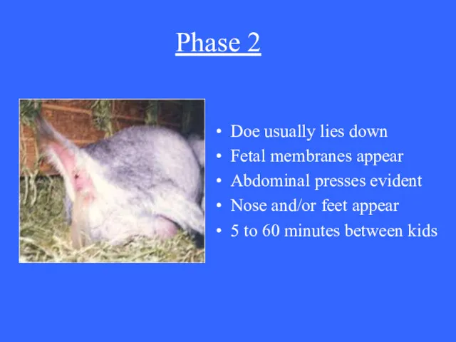 Phase 2 Doe usually lies down Fetal membranes appear Abdominal presses evident Nose