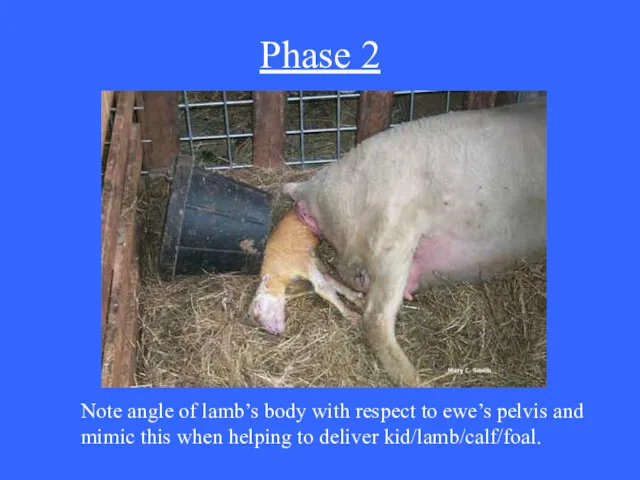 Phase 2 Note angle of lamb’s body with respect to ewe’s pelvis and