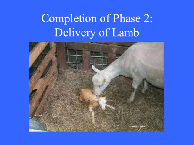 Completion of Phase 2: Delivery of Lamb
