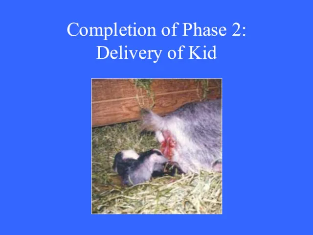 Completion of Phase 2: Delivery of Kid